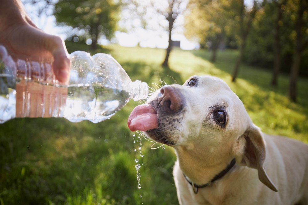 ペットの飲み水に関する専門家のアドバイス