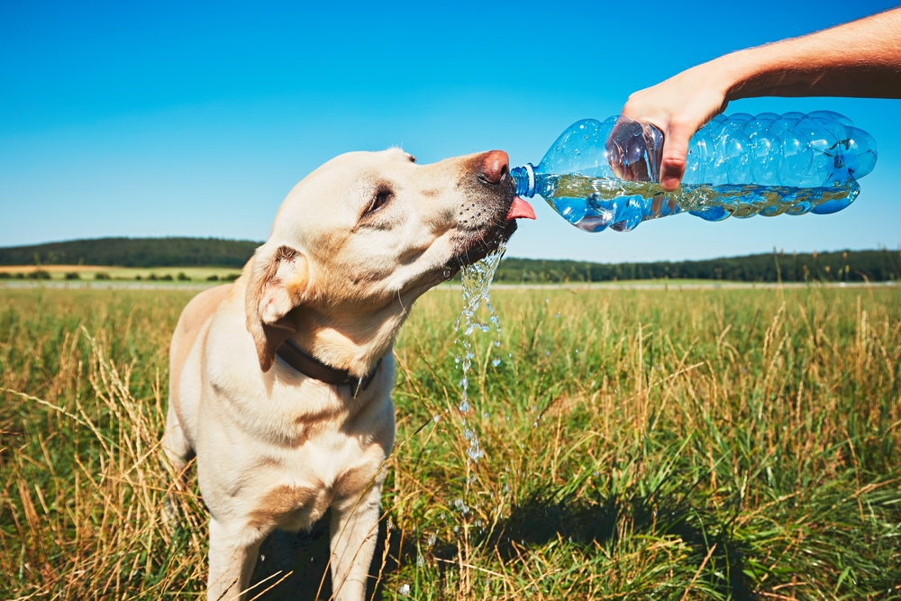 ペットの健康と飲み水の安全性